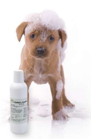 Shampoo e prodotti anti zecche e pulci