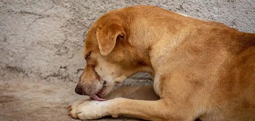 Il cane si lecca le zampe